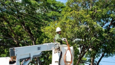 Elektro aponta o jeito correto de podar árvores