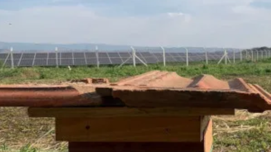 Projeto em usina solar da EDP em Roseira multiplica abelhas nativas