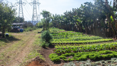 Hortas urbanas da Enel produzem 3 toneladas de alimentos por mês em SP