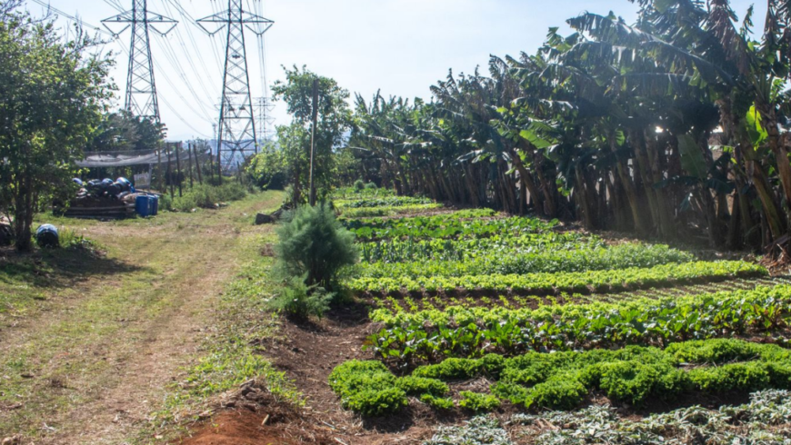 Hortas urbanas da Enel produzem 3 toneladas de alimentos por mês em SP