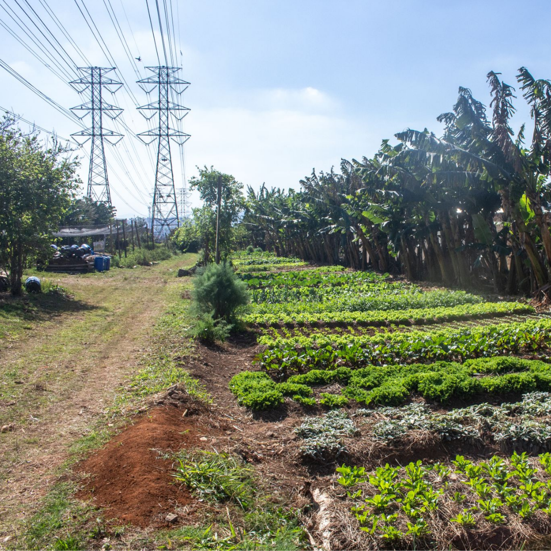 Hortas urbanas da Enel produzem 3 toneladas de alimentos por mês em SP